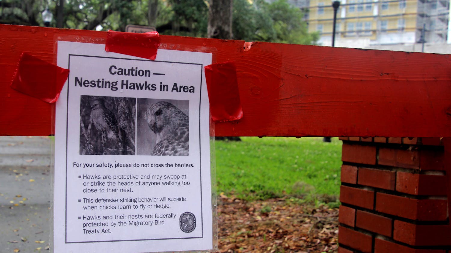 Parts of the walkway in front of Norman Hall are blocked off due to aggressive attacks from hawks on pedestrians. A sign with safety tips is seen on Sunday, April 17.