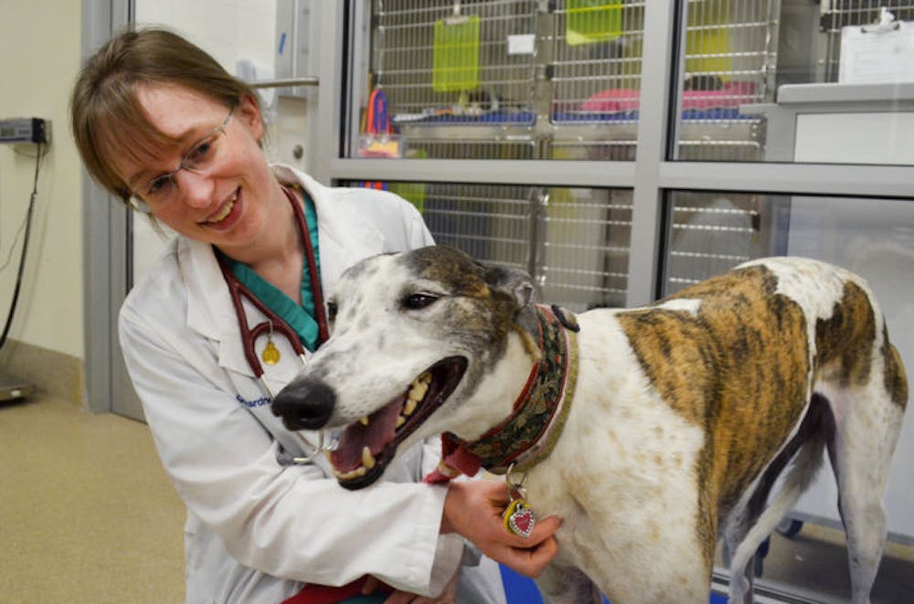 <p>Dr. Heather Gardner, a 29-year-old oncology intern at the University of Florida Small Animal Hospital, performs an exam on Anora, a greyhound with cancer.</p>