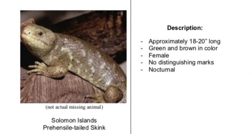 Solomon Islands skink