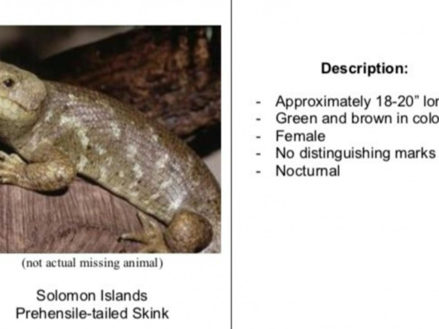 Solomon Islands skink
