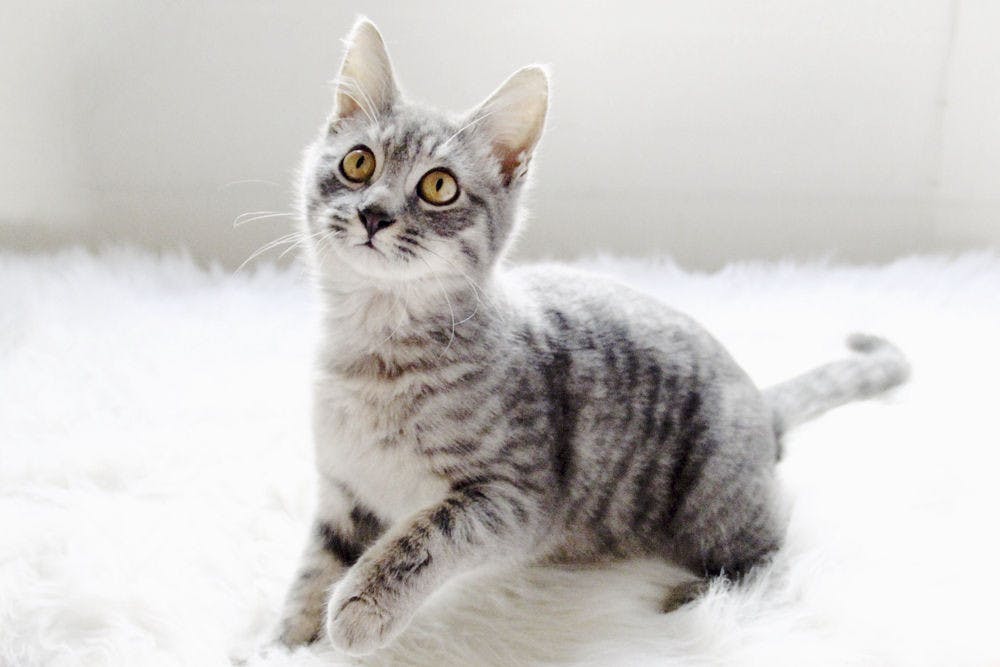 Pictured above is Tina, a 1-year-old grey tabby cat. On Friday, Gainesville Police arrested 22-year-old UF student Madeleine Joan Kaye after they said she demanded a $20 ransom for Tina’s safe return. Kaye never had possession of the cat, but said the ransom was a joke.