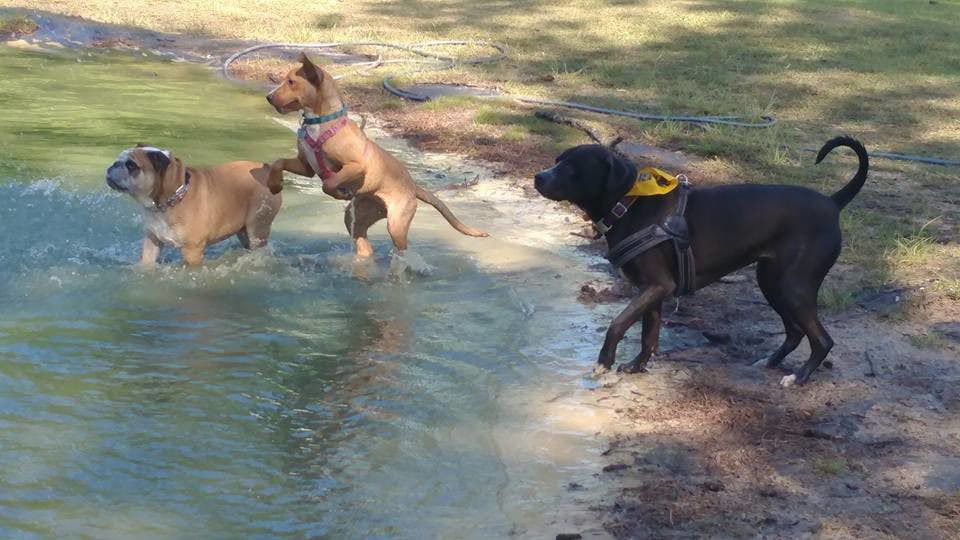 Deirdre, right, a 1-year-old black lab mix, jumped straight into the water after being unhooked from her leash Saturday at the fifth-annual Easter egg hunt at Dogwood Park &amp; Daycare. She passed by about 20 multicolored plastic eggs filled with dog treats without even realizing.
&nbsp;