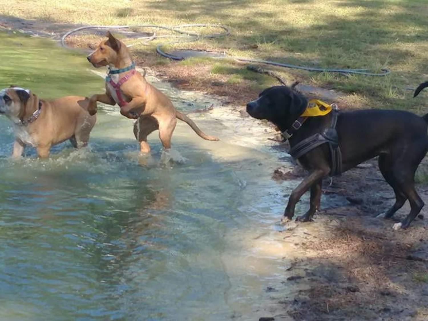 Deirdre, right, a 1-year-old black lab mix, jumped straight into the water after being unhooked from her leash Saturday at the fifth-annual Easter egg hunt at Dogwood Park & Daycare. She passed by about 20 multicolored plastic eggs filled with dog treats without even realizing.
