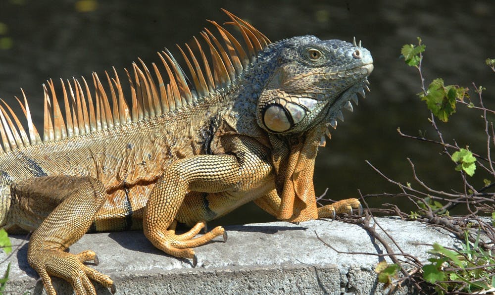 Iguana.