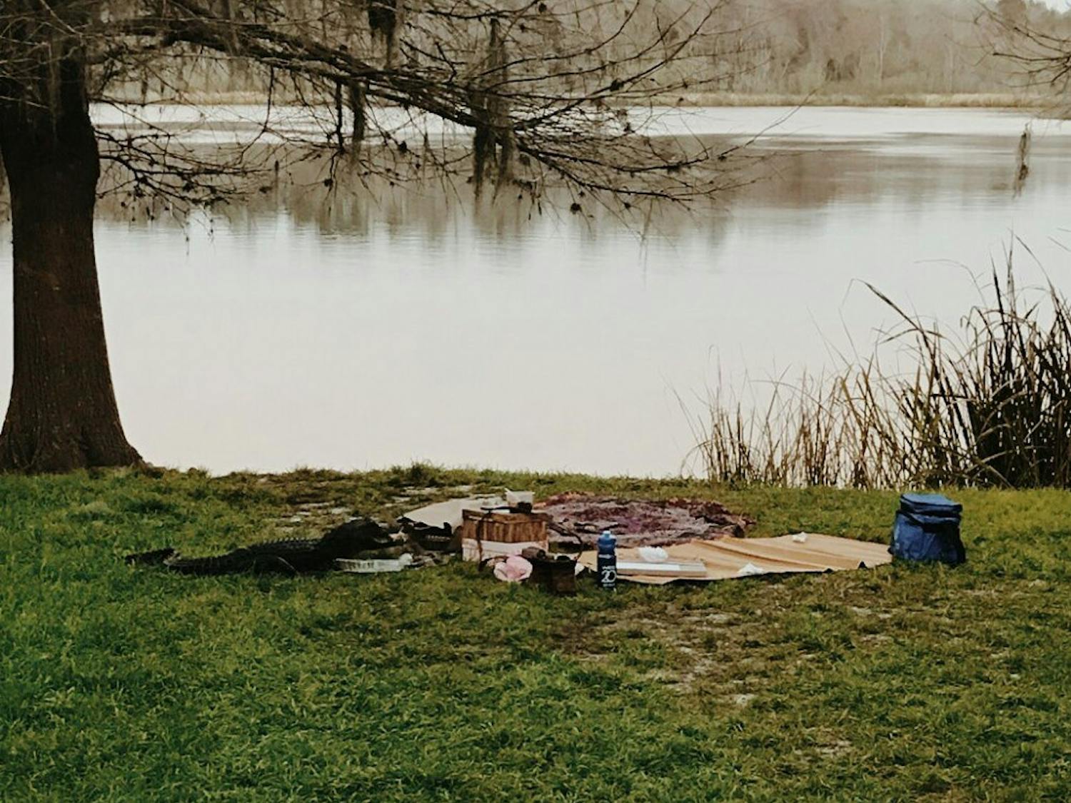 The alligator ate a couples' chicken salad wraps and grabbed a camera, worth about $50, and dragged it into Lake Alice on Tuesday.