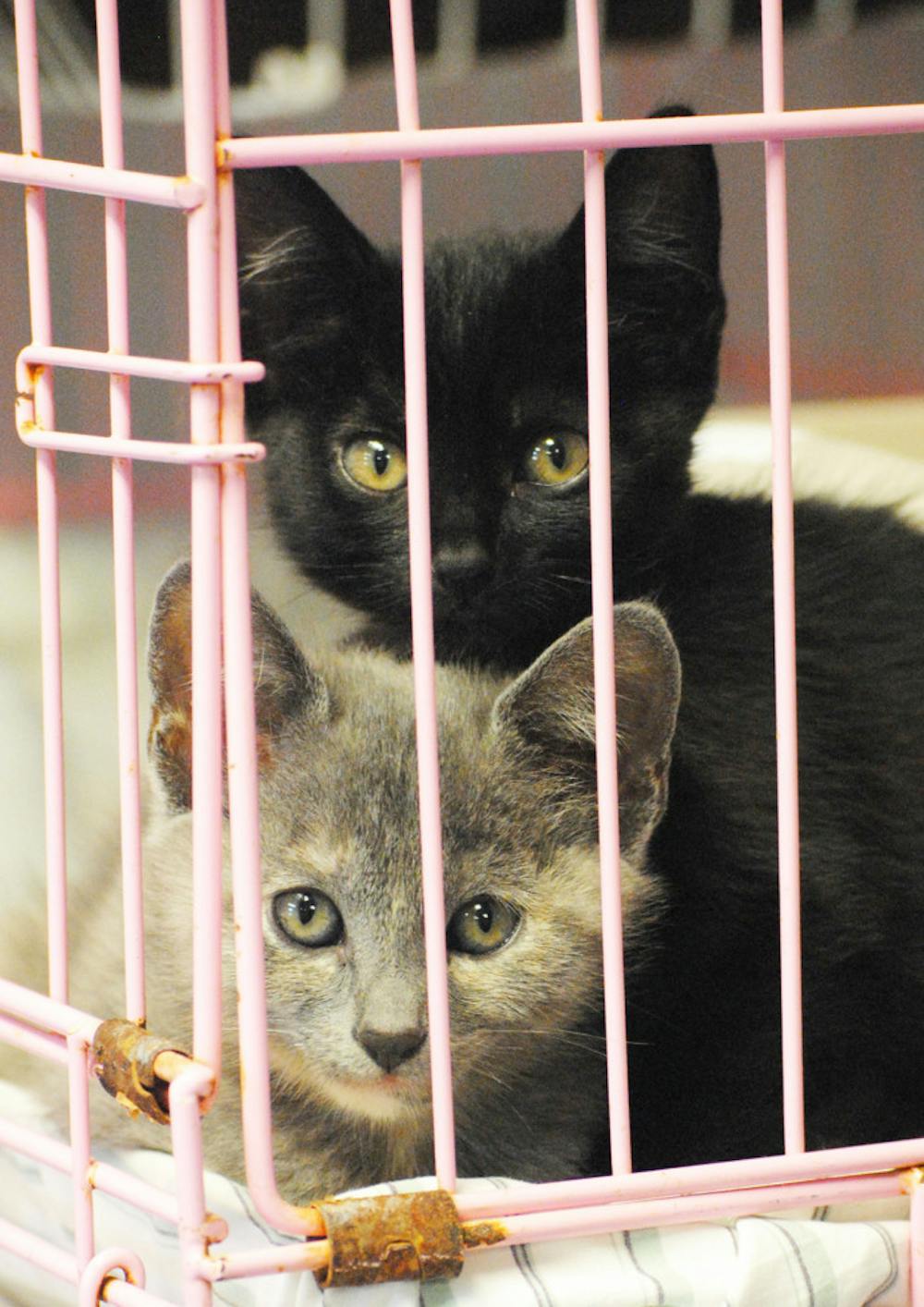 <p>Two kittens sit in a cage at the Alachua County Humane Society on September 10, 2013.</p>