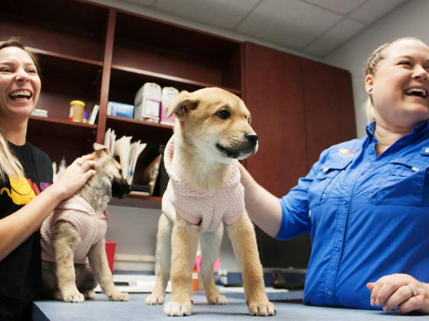 Chrissy Sedgley, the director of operations at the Alachua County Humane Society, and Margot DeConna, the director of development, hold Bernard and Louie, 3- to 4-month-old jindo mixes inside the examination rooms at the shelter on Jan 16. DeConna said, originally, she thought the two dogs might need time to be socialized before being adopted, but after seeing them, DeConna said the dogs might get adopted sooner. “I think they’re going to be highly, highly adoptable,” she said.