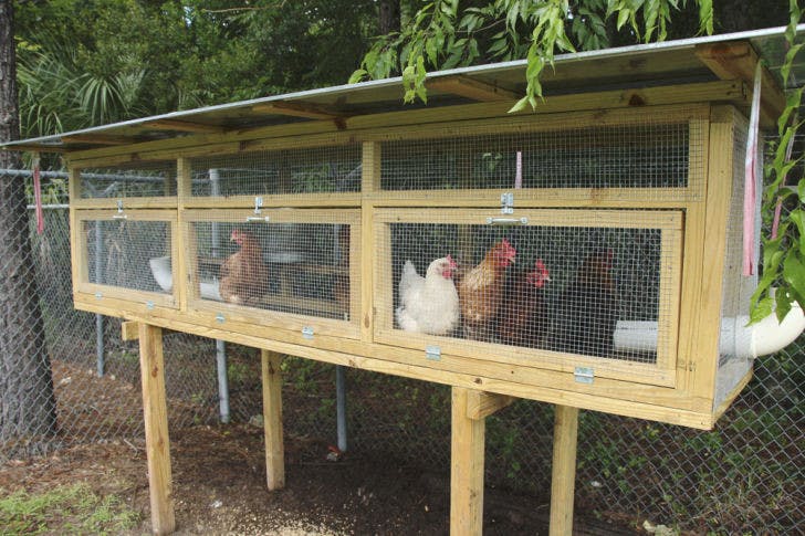 Sentinel chickens are caged on Gainesville Mosquito Control property. They are used to monitor the spread of viruses like Eastern equine encephalitis.