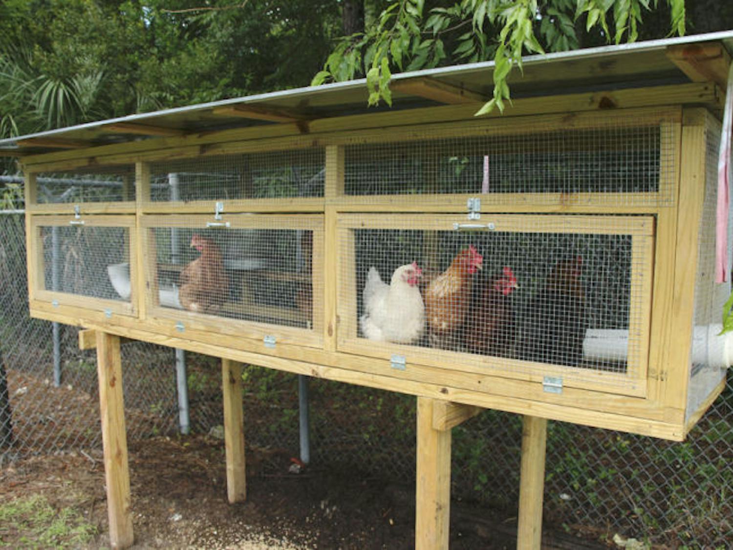 Sentinel chickens are caged on Gainesville Mosquito Control property. They are used to monitor the spread of viruses like Eastern equine encephalitis.