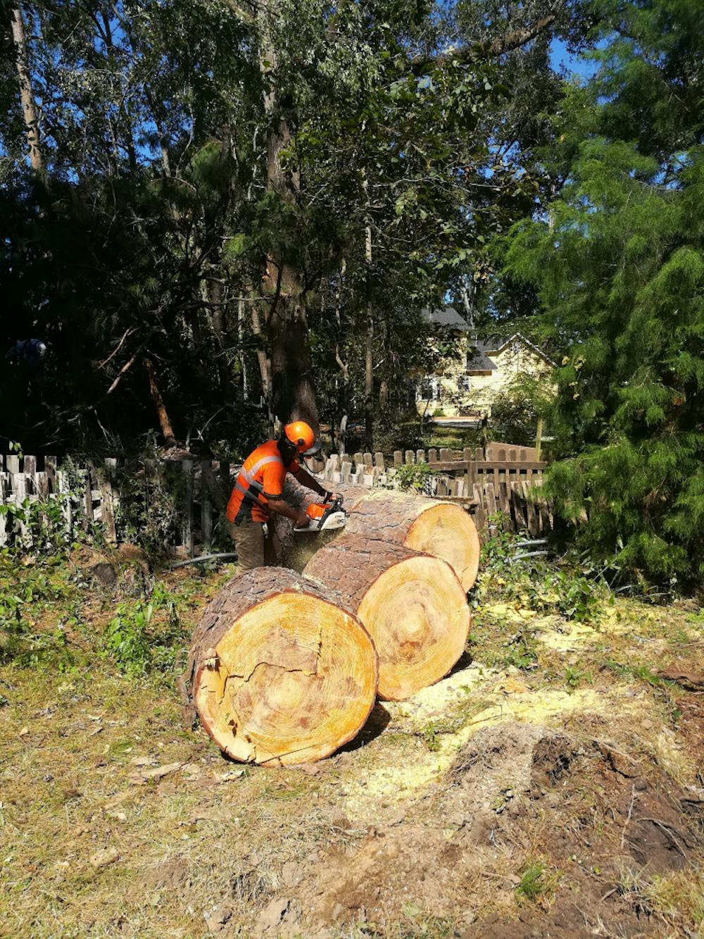 <p><span id="docs-internal-guid-6e0849d6-7fff-1125-0cd5-28f2804acb88"><span>Ryan Krammes, a 28-year-old UF forest resources and conservation junior, used a chainsaw to separate a trunk in three parts, helping remove fallen trees in Tallahassee, Florida.</span></span></p>