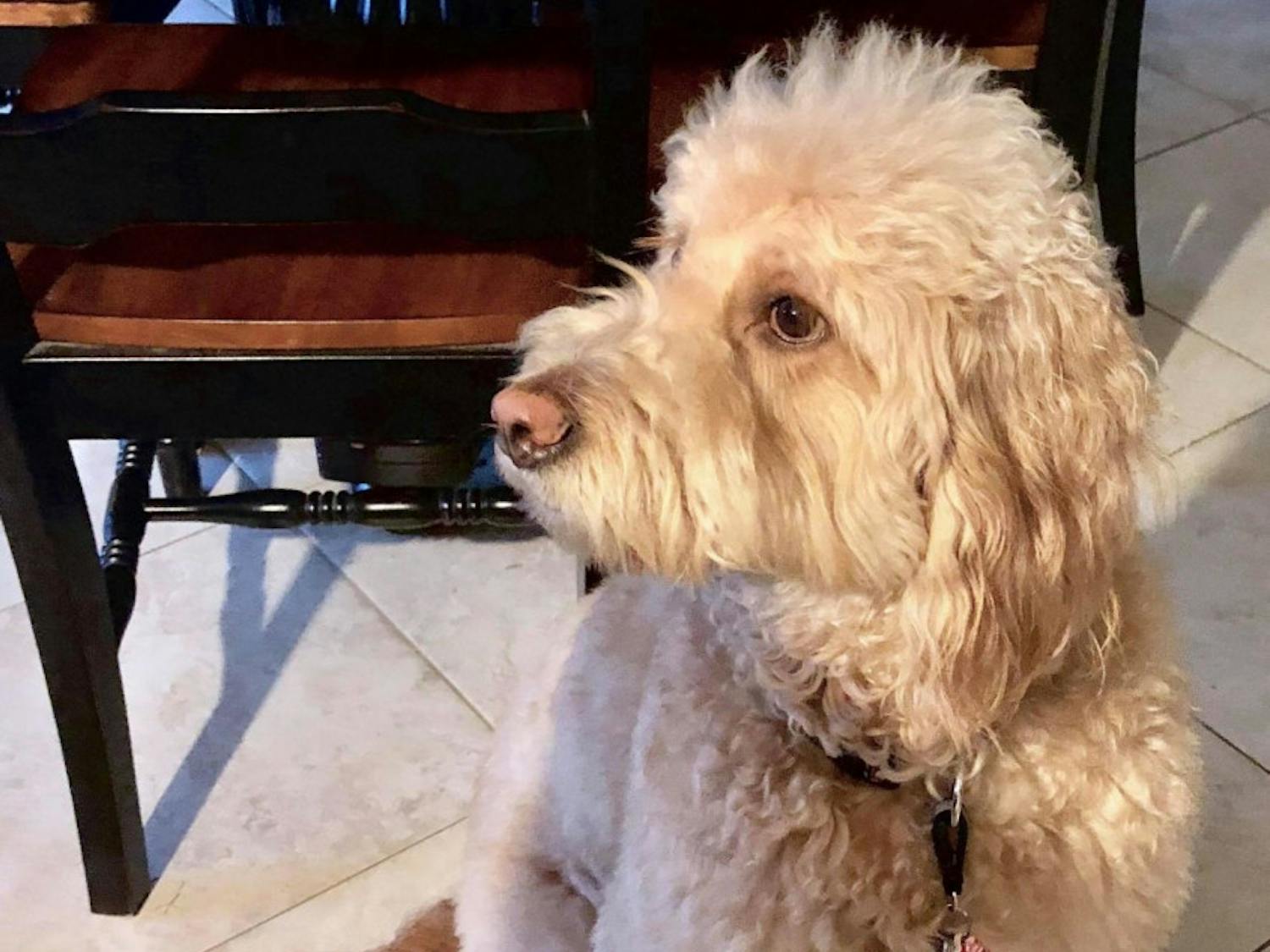 Beau is a “Paws & Relax” therapy dog at Santa Fe College who comes every Tuesday from 2 p.m. to 3 p.m.