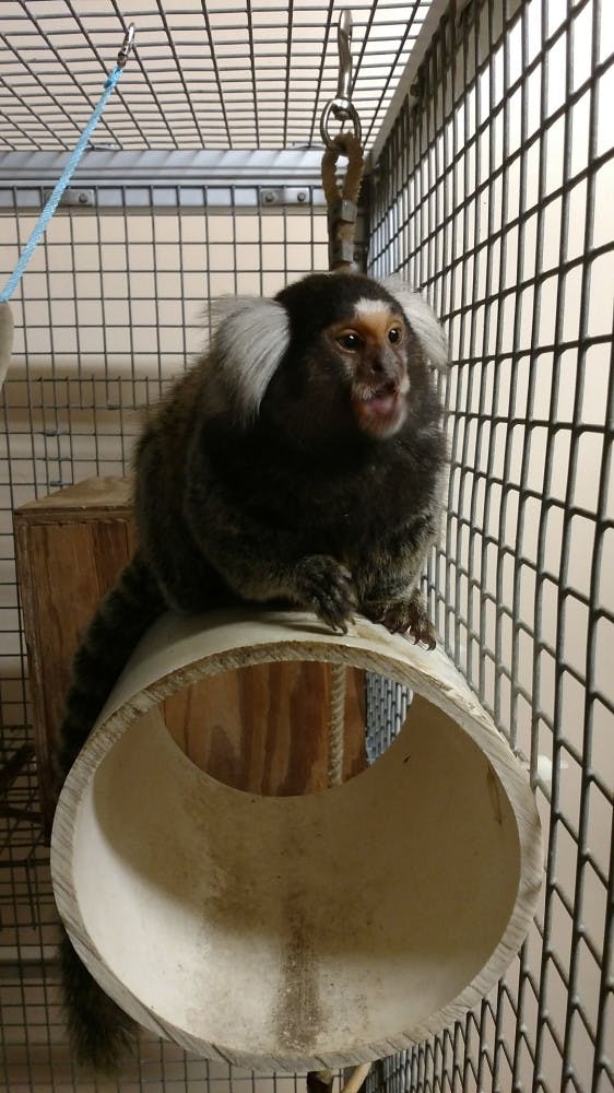 Leiah, 4, arrived at her new home at the Jungle Friends Primate Sanctuary in Gainesville on&nbsp;Saturday. Common marmosets in captivity usually live to be about 11 or 12 years old.