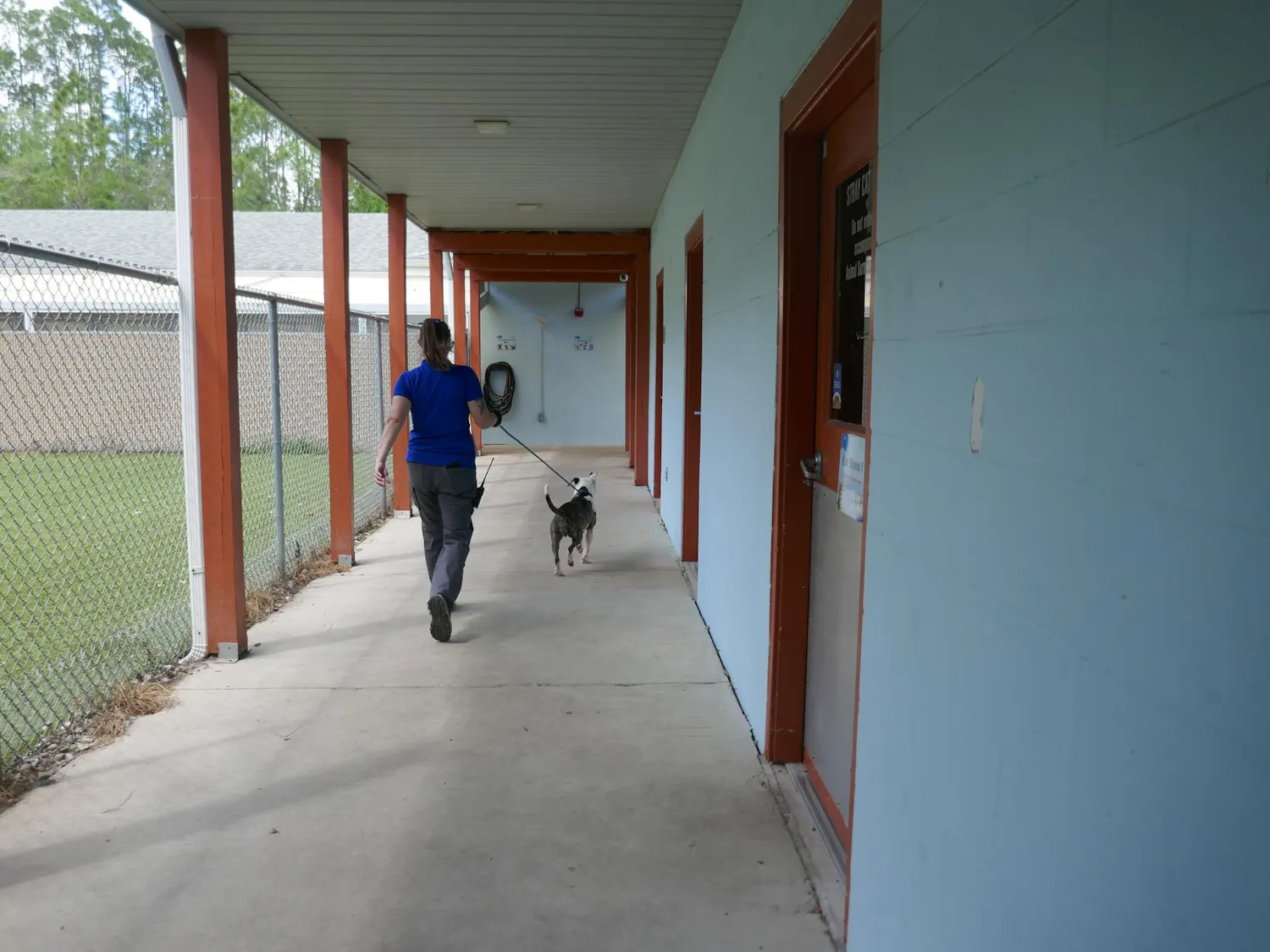 A volunteer walks a dog at Alachua County Animal Resources on Tuesday, March 31, 2026, in Gainesville, Fla.