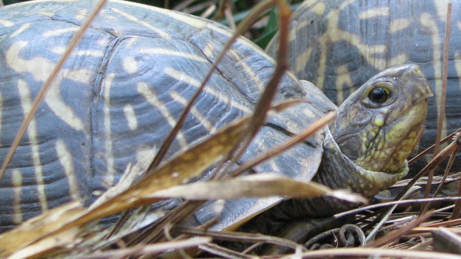 David Beckham, a box turtle, is one of four animals still missing after 11 were stolen from the Santa Fe College Teaching Zoo. Another box turtle and two gopher tortoises are also still missing. 