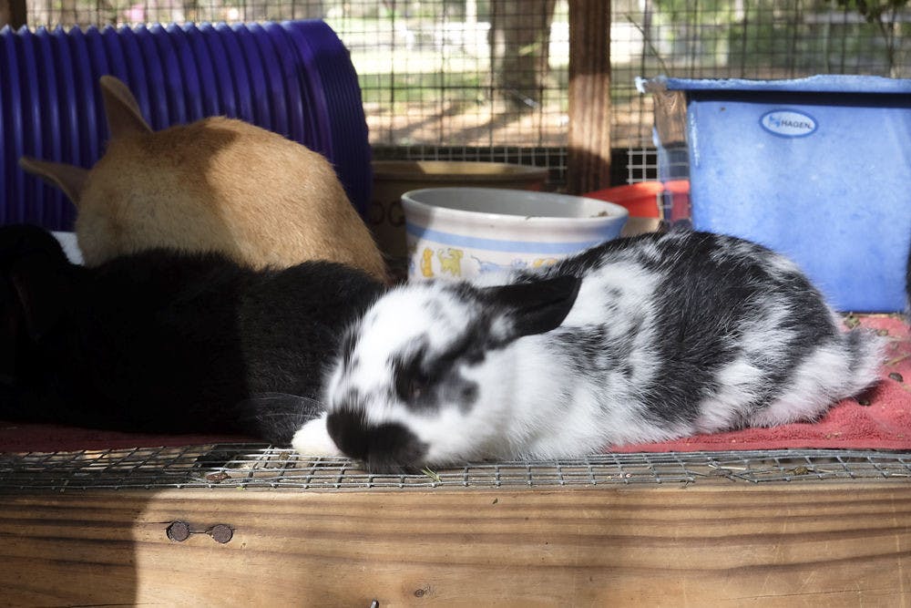 Gainesville Rabbit Rescue will face “rabbit dumping season” three months after Easter, said the organization’s director, Kathy Finelli. Typically, owners can no longer care for their pet rabbits about three months after Easter, so they choose to surrender their pets to the shelter.