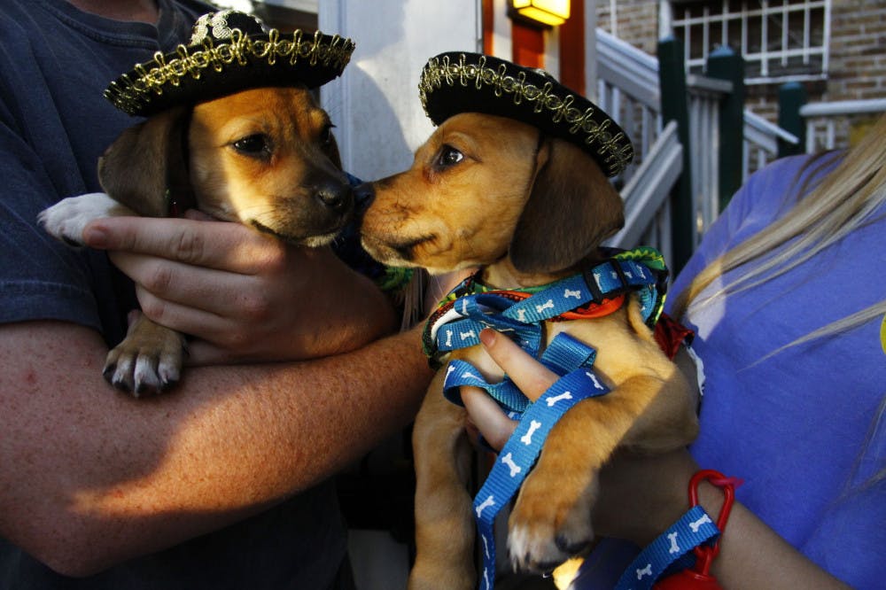 Smidge and Creek, who are 11-week-old puppies, wear sombreros and colorful ponchos. The brother and sister competed in a dog costume contest at The Swamp Restaurant’s Barktoberfest Yappy Hour.