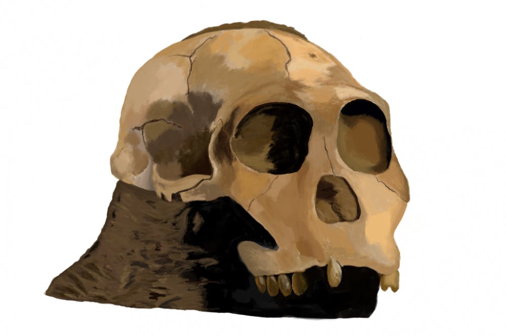 <p><span>Molly Selba, a 27-year-old Ph.D. student studying biological anthropology at UF, drew two hominid relatives of humans with the Procreate app for the showcase.</span></p>