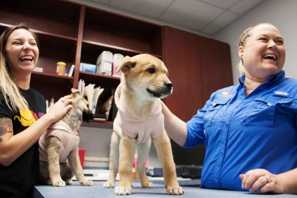 Chrissy Sedgley, the director of operations at the Alachua County Humane Society, and Margot DeConna, the director of development, hold Bernard and Louie, 3- to 4-month-old jindo mixes inside the examination rooms at the shelter on Jan 16. DeConna said, originally, she thought the two dogs might need time to be socialized before being adopted, but after seeing them, DeConna said the dogs might get adopted sooner. “I think they’re going to be highly, highly adoptable,” she said.