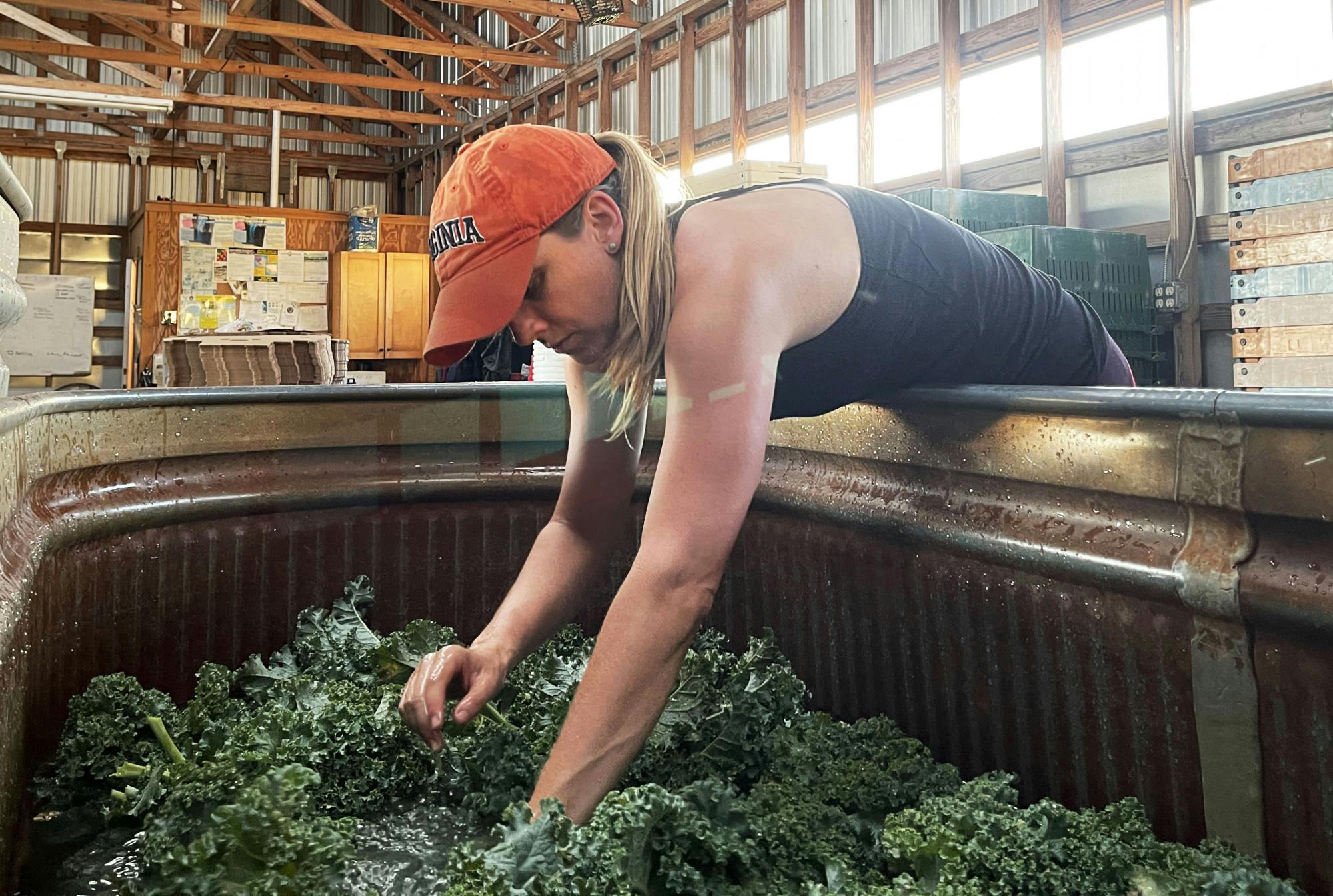 UF professor Hannah Mathews, 43, washes kale after volunteering to help harvest vegetables at Siembra Farm in Gainesville on Tuesday, May 4, 2021. She was among many volunteers who worked to harvest extra vegetables to give to local families in East Gainesville. (Photo by Joelle Wittig)
