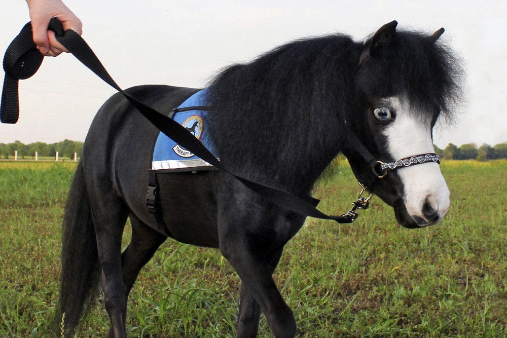 Magic, the 8-year-old American Miniature horse, stands in a field while on a walk. Magic, who is a therapy horse, was inducted into the U.S. Equestrian Foundation’s Horse Stars Hall of Fame for her inspirational impact on the public.