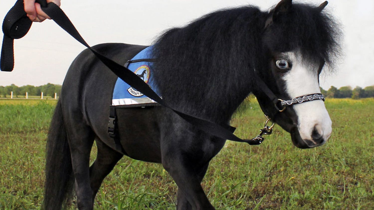 Magic, the 8-year-old American Miniature horse, stands in a field while on a walk. Magic, who is a therapy horse, was inducted into the U.S. Equestrian Foundation’s Horse Stars Hall of Fame for her inspirational impact on the public.