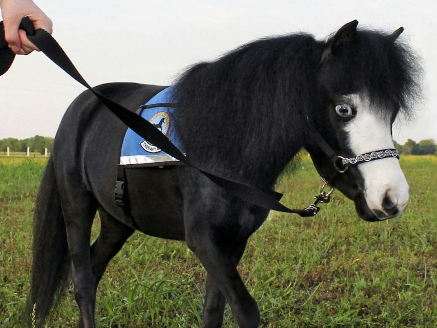 Magic, the 8-year-old American Miniature horse, stands in a field while on a walk. Magic, who is a therapy horse, was inducted into the U.S. Equestrian Foundation’s Horse Stars Hall of Fame for her inspirational impact on the public.