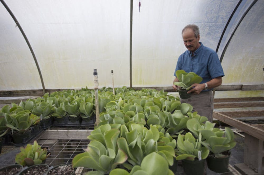 <p>Alan Shapiro, president of Grandiflora nursery, cleans a rack of plants in one of the greenhouses on his 106-acre property. Grandiflora may be chosen to grow medical marijuana.</p>