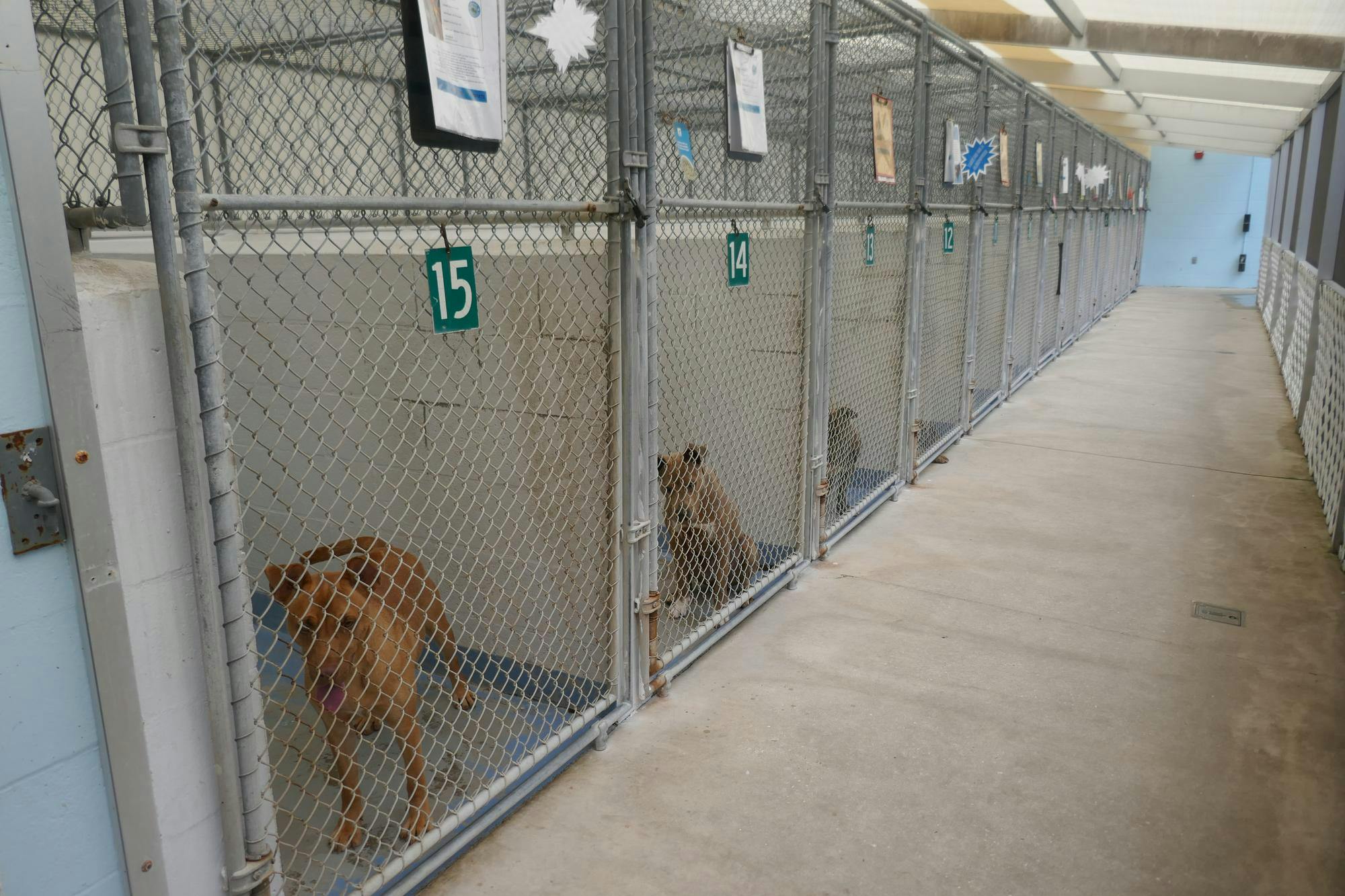 Shelter dogs wait for potential adopters in kennels at Alachua County Animal Resources on March 31, 2026.