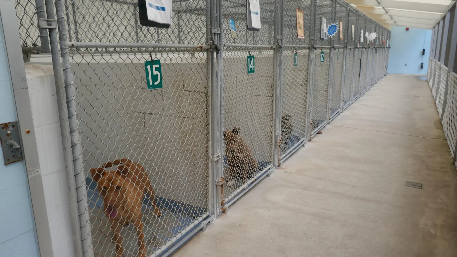 Shelter dogs wait for potential adopters in kennels at Alachua County Animal Resources on March 31, 2026.