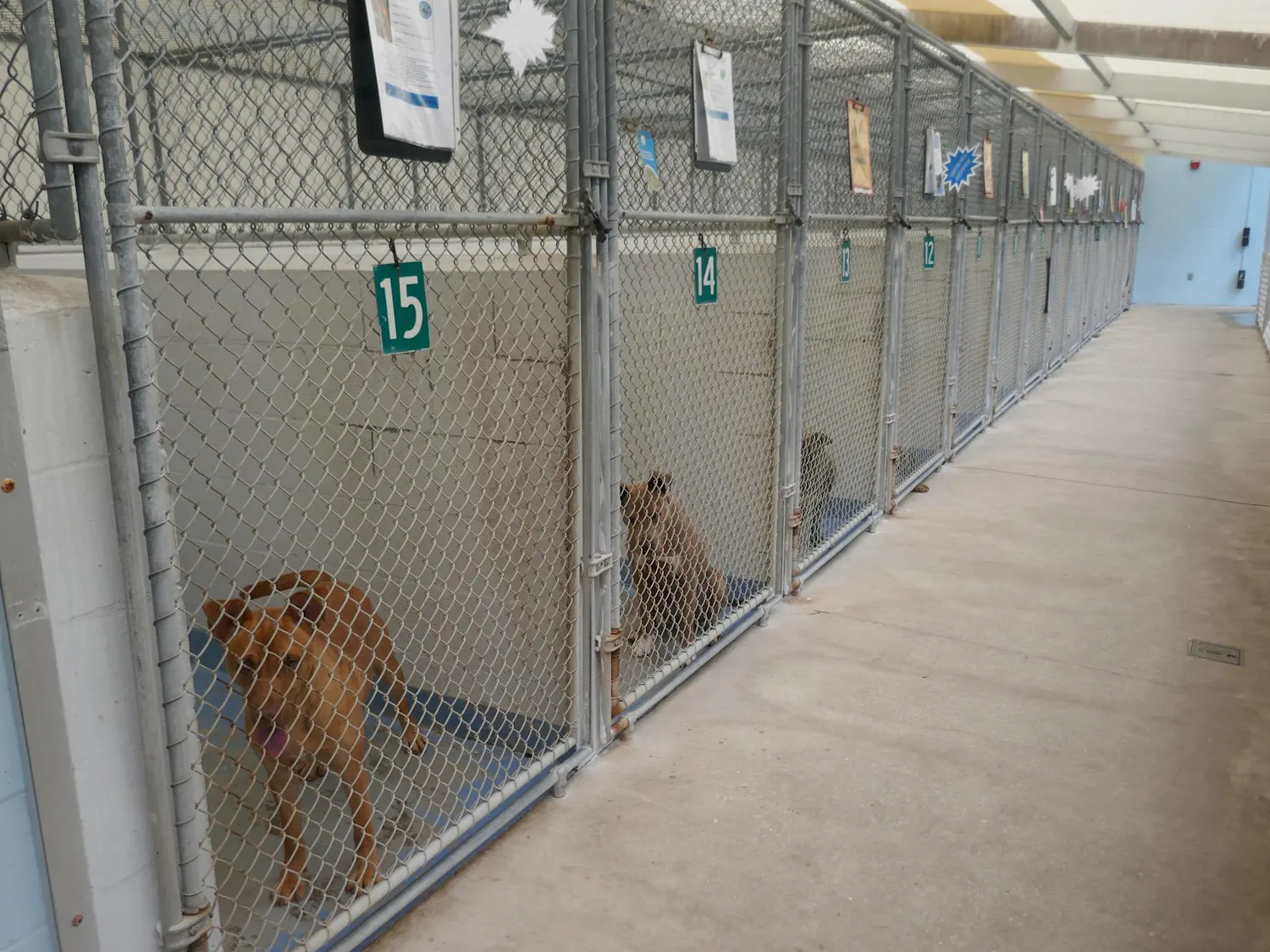Shelter dogs wait for potential adopters in kennels at Alachua County Animal Resources on March 31, 2026.