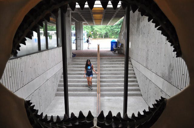 Shelley Greenspan, 20, walks to the ground floor of Dickinson Hall, where the Florida Museum of Natural History used to be, unaware that she is caught between the jaws of a megalodon shark. The replica shark mouth is visible in the lobby of Dickinson Hall, which is located off of Museum Road.