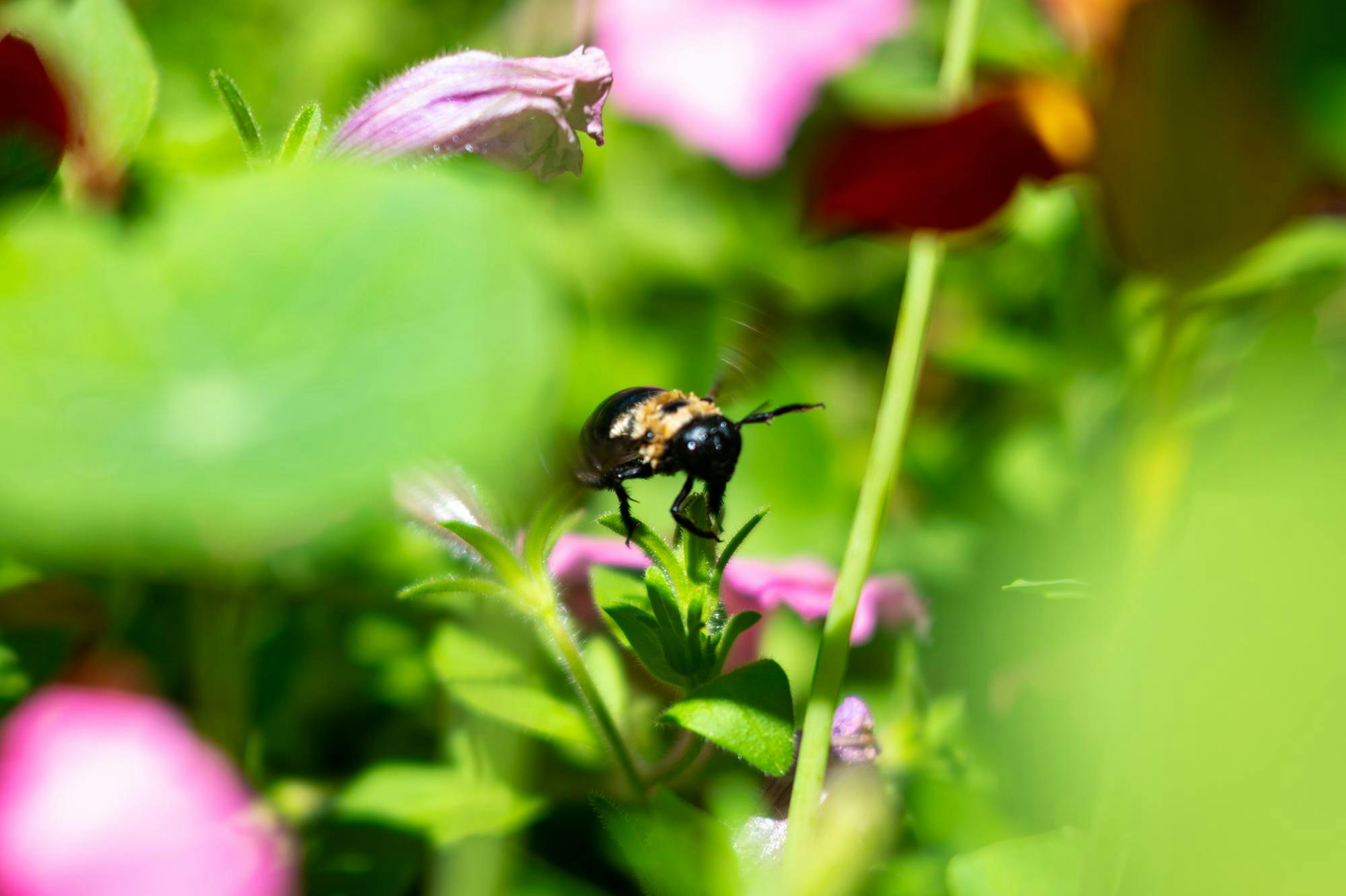Bees pollinate flowers in a garden in the Oak Hammock Community in Gainesville, Fla., Friday, April 17, 2026.