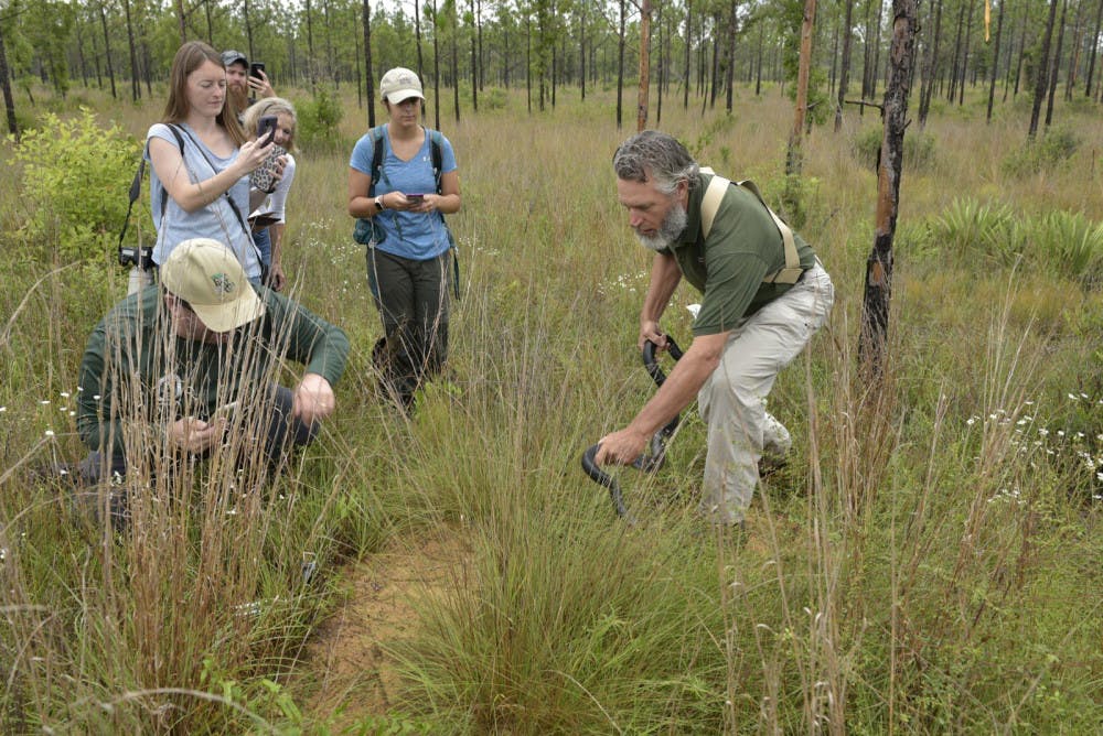 David Printiss releasing an eastern indigo snake at the entrance of a gopher tortoise burrow, where these snakes take shelter from the heat of the summer.