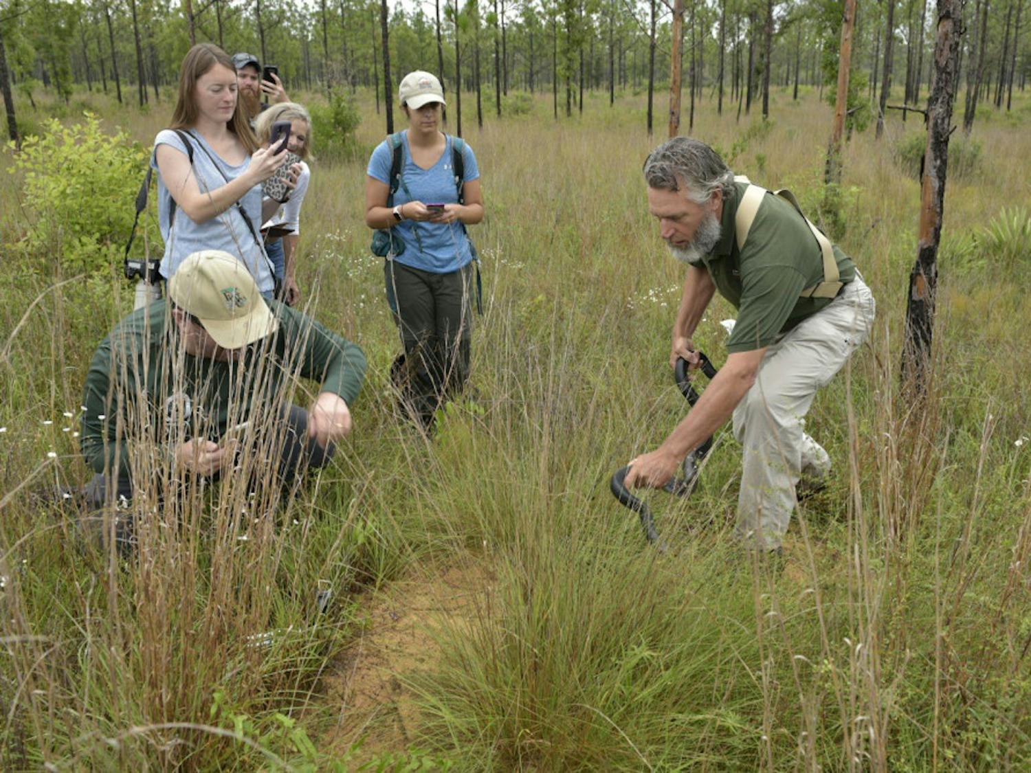 David Printiss releasing an eastern indigo snake at the entrance of a gopher tortoise burrow, where these snakes take shelter from the heat of the summer.