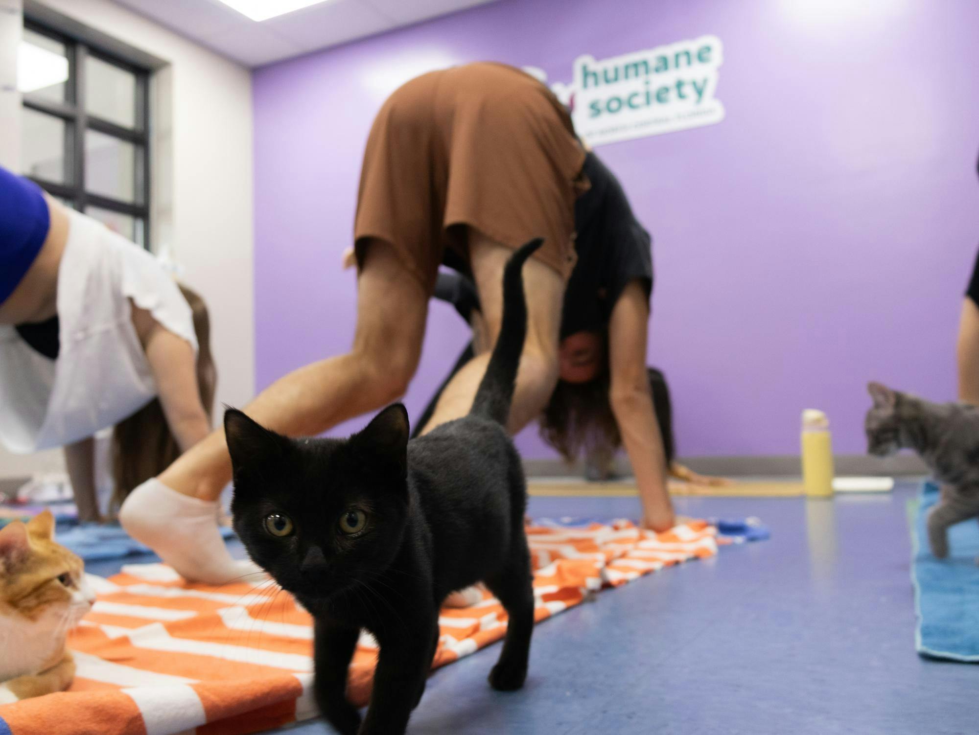 Kitten yoga classes hosted by the Humane Society of North Central Florida on Saturday, Aug. 29, 2026, in Gainesville, Fla.