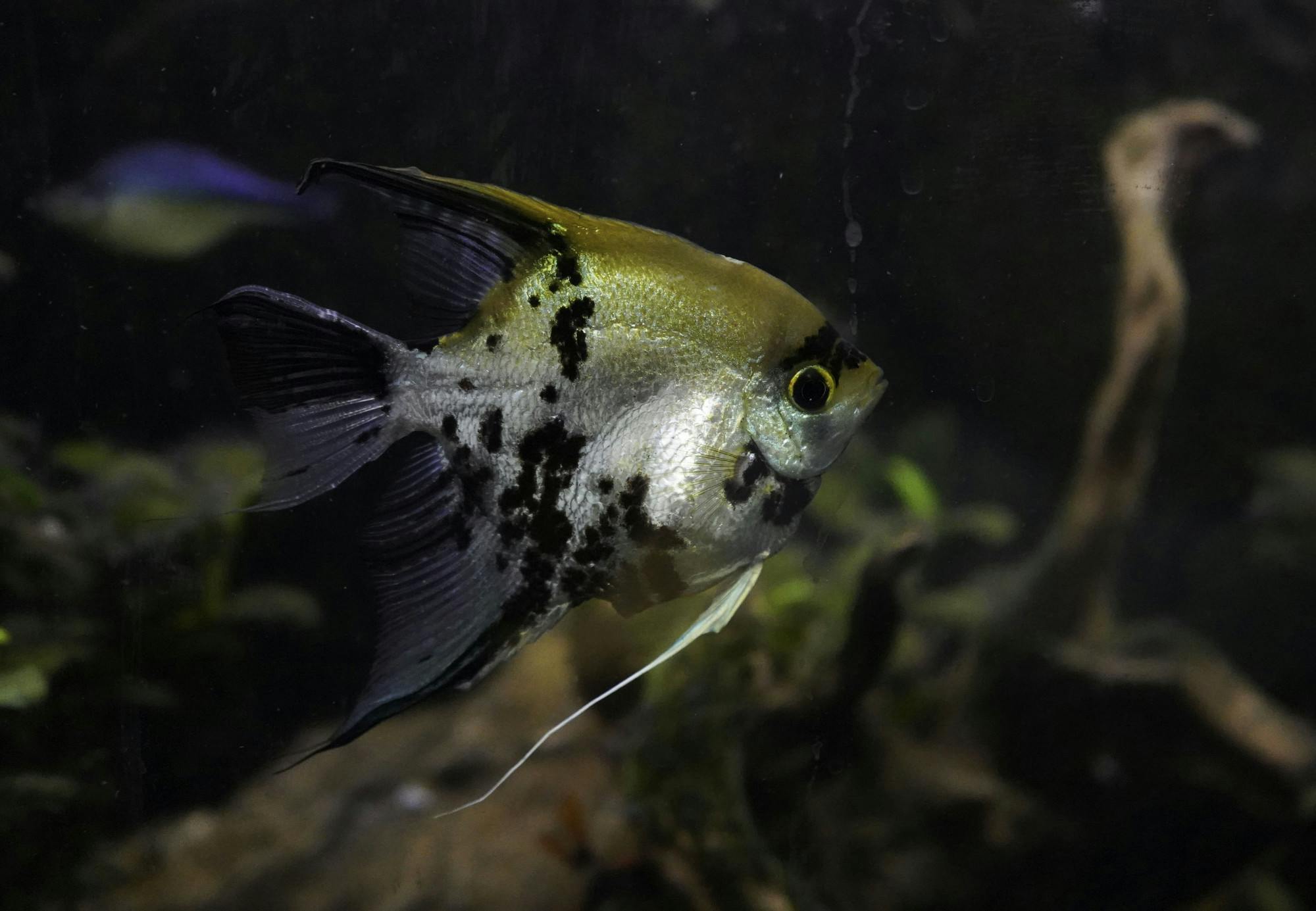 A Gold Marbled Angelfish in the Florida Aquaculture and Aquarium Club fish tank on the third floor of Marston Science Library. Sunday, March 9, 2025.