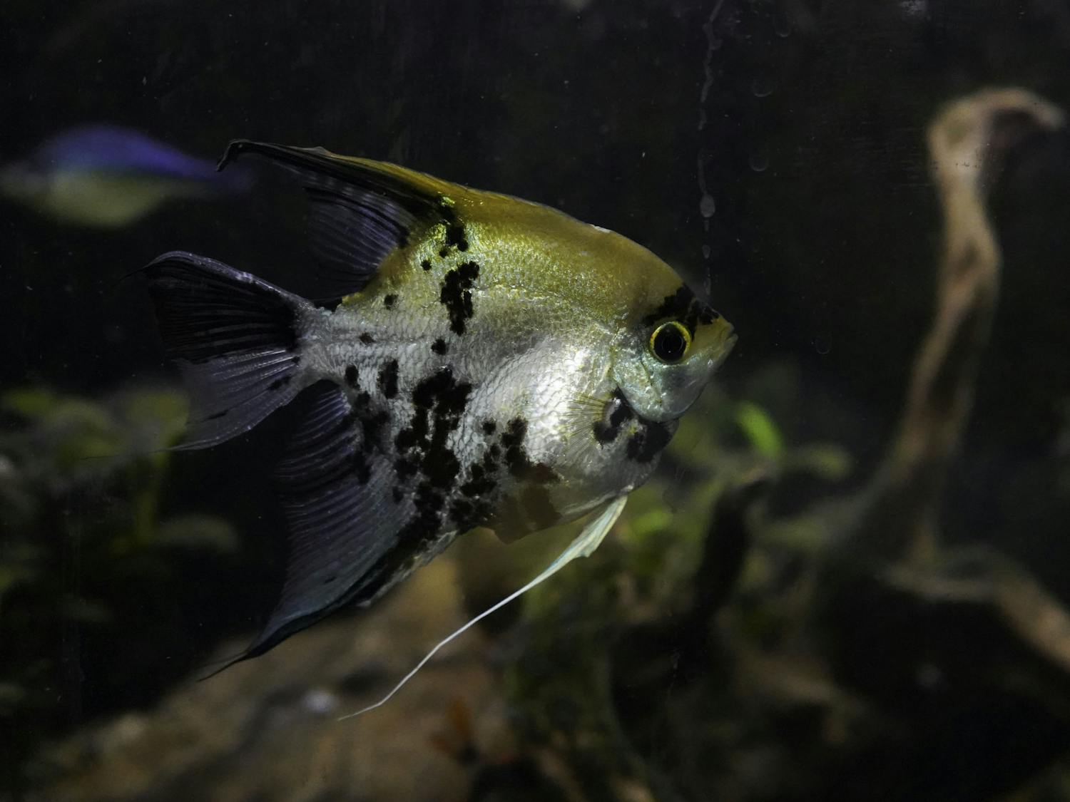 A Gold Marbled Angelfish in the Florida Aquaculture and Aquarium Club fish tank on the third floor of Marston Science Library. Sunday, March 9, 2025.