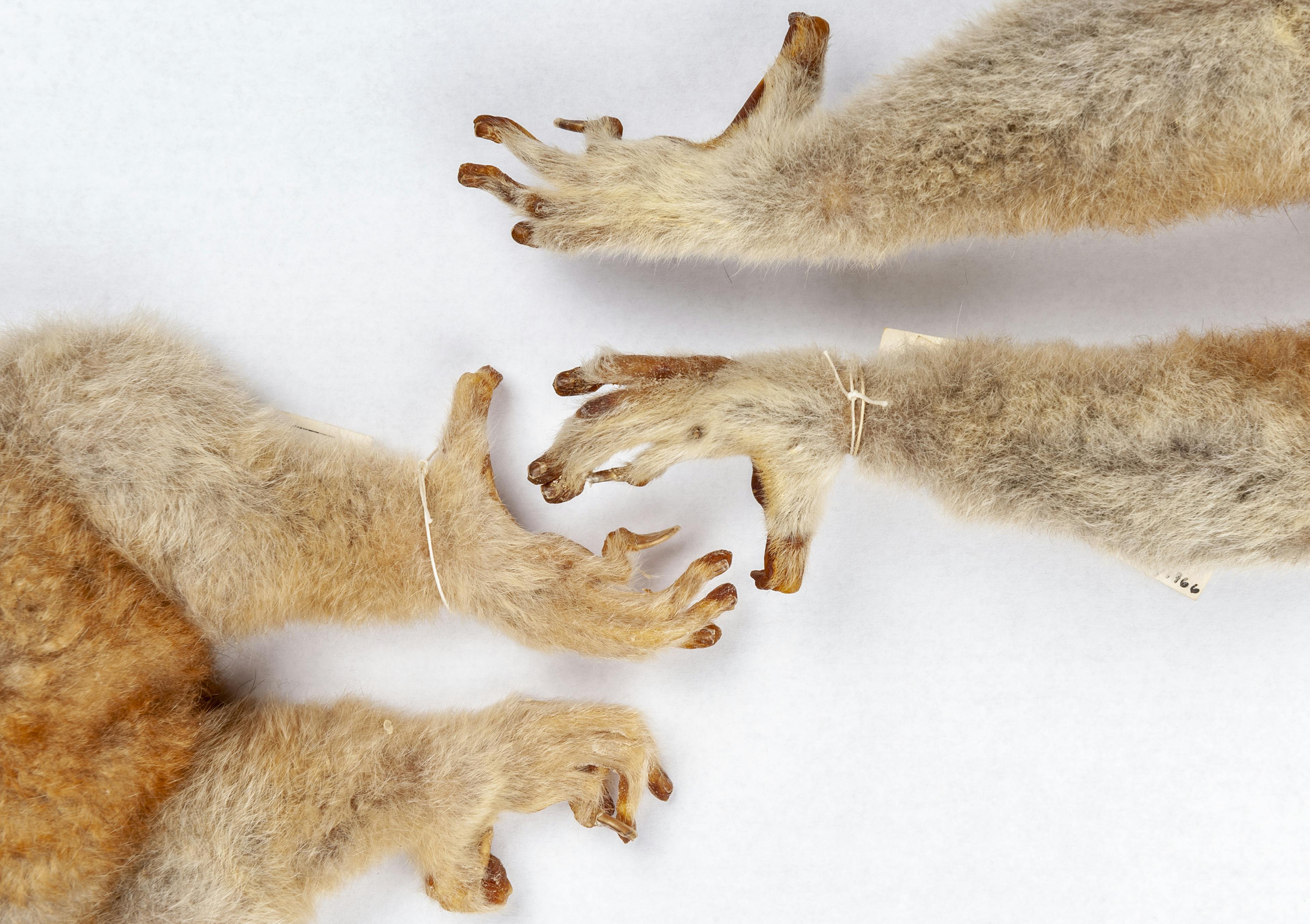 Lemurs, lorises and galagoes have nails on most digits and grooming claws on their second toes, as seen on the feet of two greater slow lorises, Nycticebus coucang, in the Florida Museum mammals collection. 