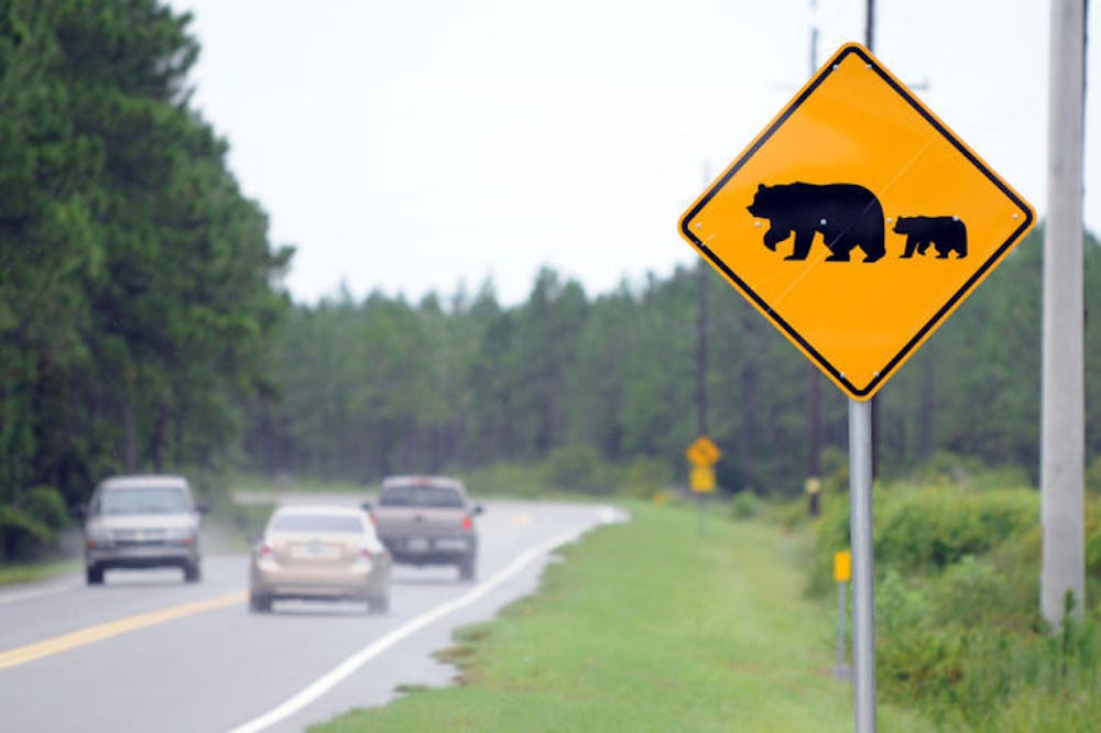 <p class="p1">A meeting was held in March at Gainesville City Hall by the Florida Fish and Wildlife Conservation Commission, which provided this photo, to discuss black bears. The bear population is growing across the state.</p>