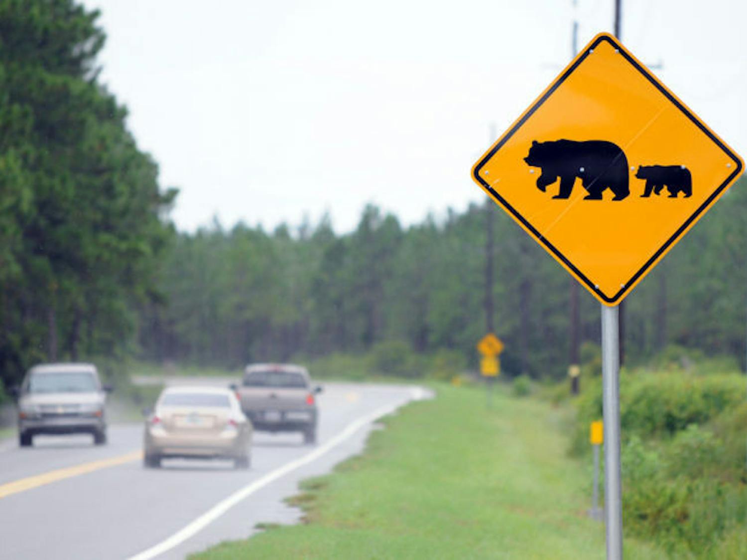 A meeting was held in March at Gainesville City Hall by the Florida Fish and Wildlife Conservation Commission, which provided this photo, to discuss black bears. The bear population is growing across the state.