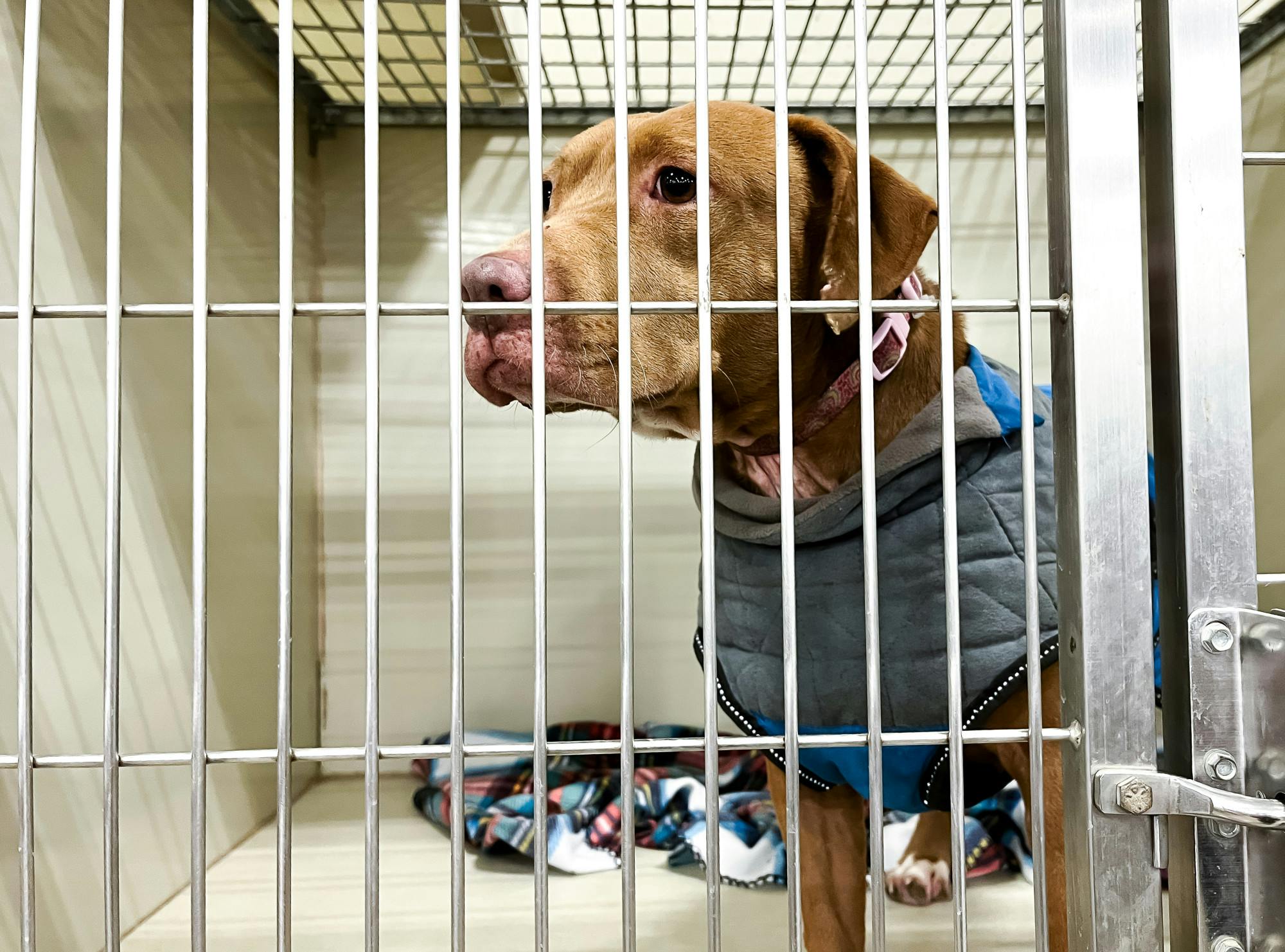 Jane, a 3-year-old shelter dog from Puppy Hill Farm, shows off her coat while waiting for potential adopters at the rescue’s weekly PetSmart appearance on Saturday, Jan. 25, 2025. 