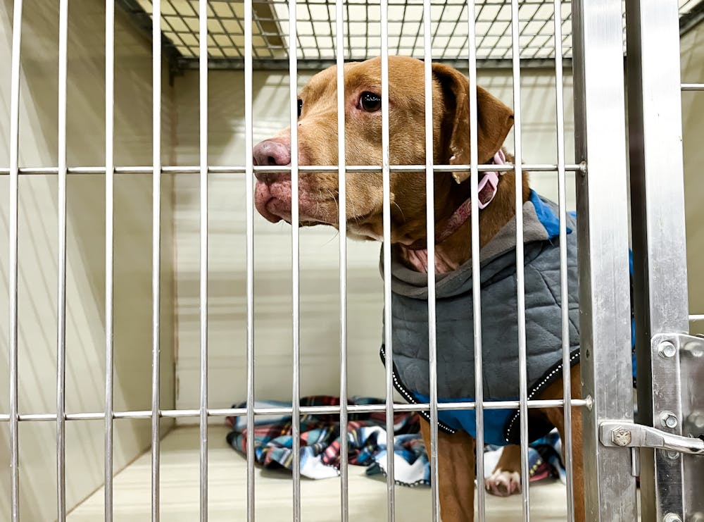 <p>Jane, a 3-year-old shelter dog from Puppy Hill Farm, shows off her coat while waiting for potential adopters at the rescue’s weekly PetSmart appearance on Saturday, Jan. 25, 2025. </p>