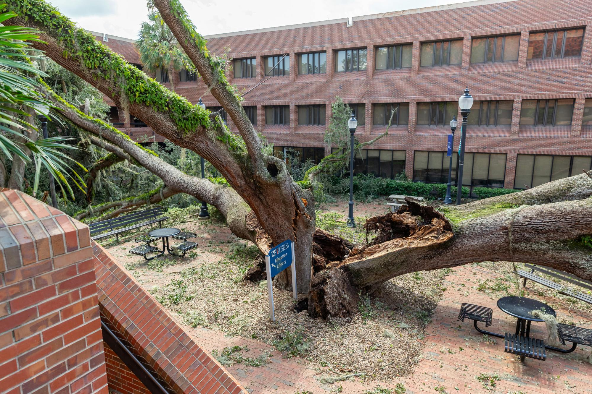A top down view of the Norman Hall oak tree that fell on Thursday, Sept. 26.