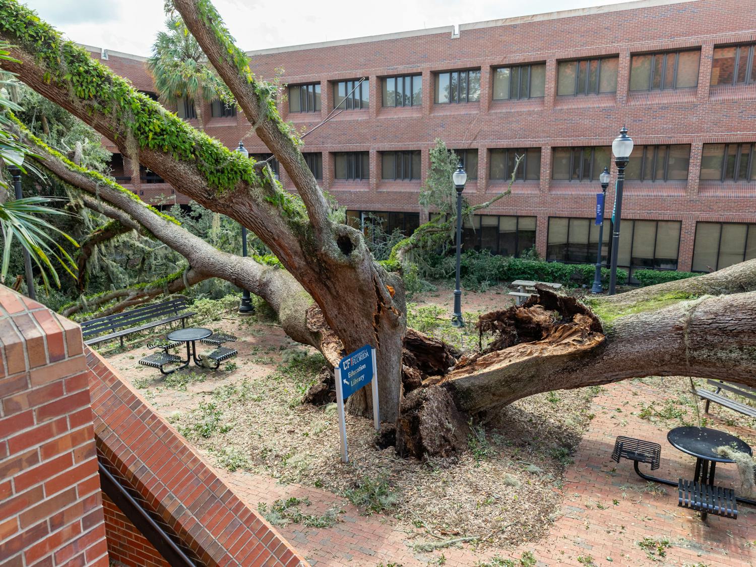 A top down view of the Norman Hall oak tree that fell on Thursday, Sept. 26.