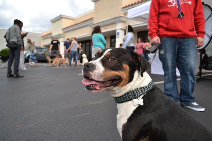 Gainesville dog rescue organization Plenty of Pit Bulls hosted an adoption event to celebrate the opening of the Robertson's Animal Hospital on Saturday. Boomer is one of a few dogs who attended the event.&nbsp;
This caption has been changed to reflect an editing error: Boomer was not adopted at the event; he was there to socialize with other pets.&nbsp;