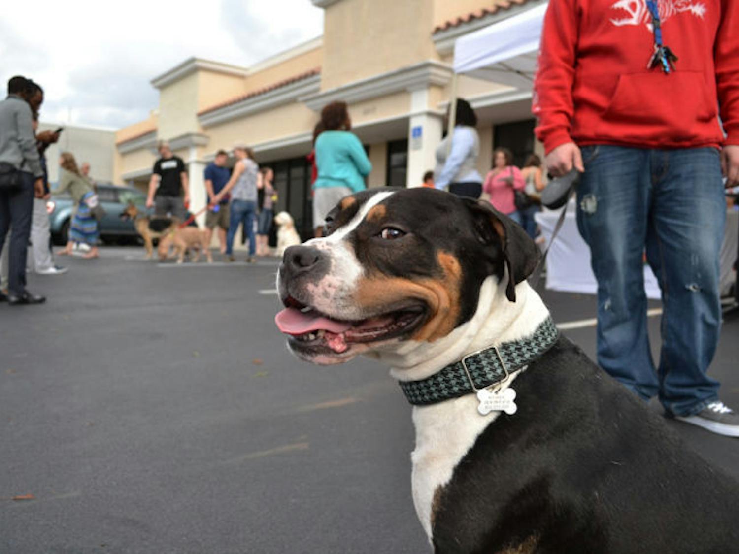 Gainesville dog rescue organization Plenty of Pit Bulls hosted an adoption event to celebrate the opening of the Robertson's Animal Hospital on Saturday. Boomer is one of a few dogs who attended the event.
This caption has been changed to reflect an editing error: Boomer was not adopted at the event; he was there to socialize with other pets. 