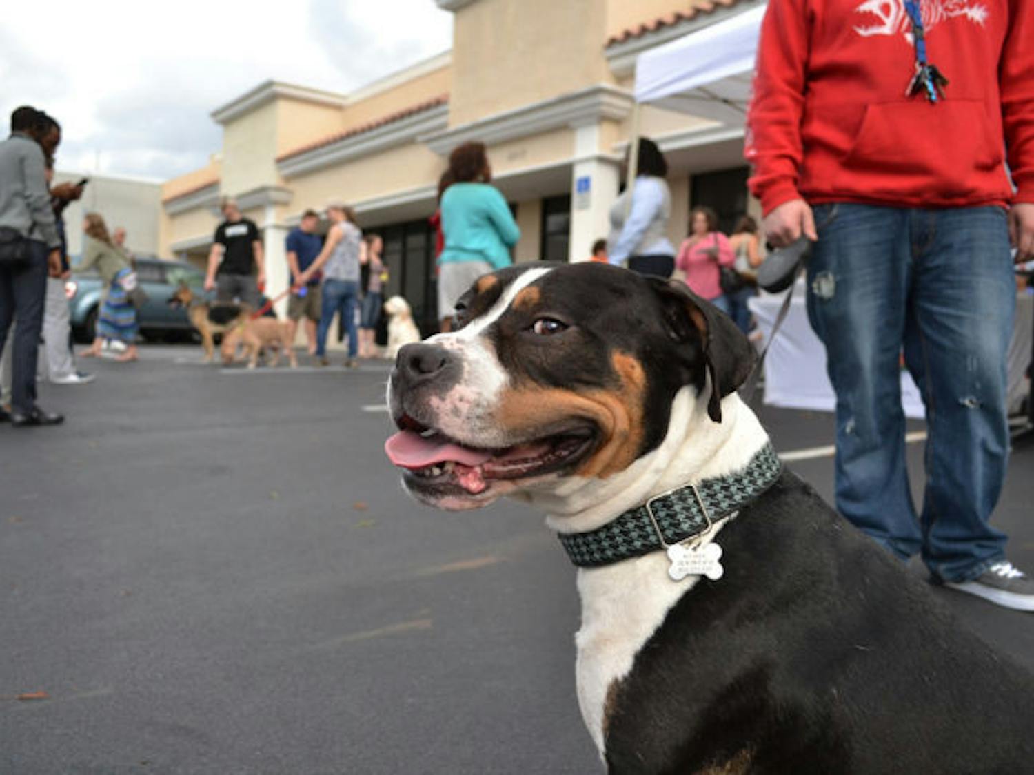 Gainesville dog rescue organization Plenty of Pit Bulls hosted an adoption event to celebrate the opening of the Robertson's Animal Hospital on Saturday. Boomer is one of a few dogs who attended the event.&nbsp;
This caption has been changed to reflect an editing error: Boomer was not adopted at the event; he was there to socialize with other pets.&nbsp;