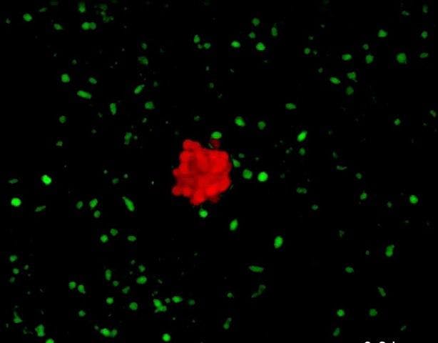 A 3D Beta and T cell.&nbsp;