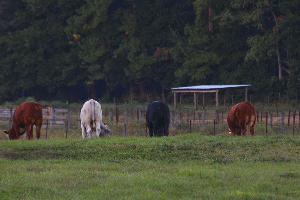 <p class="p1">Cows graze at the UF Beef Teaching Unit on October 27, 2014. UF created two new grass varieties that will bring better nutritional value and a longer lifespan to cows.</p>