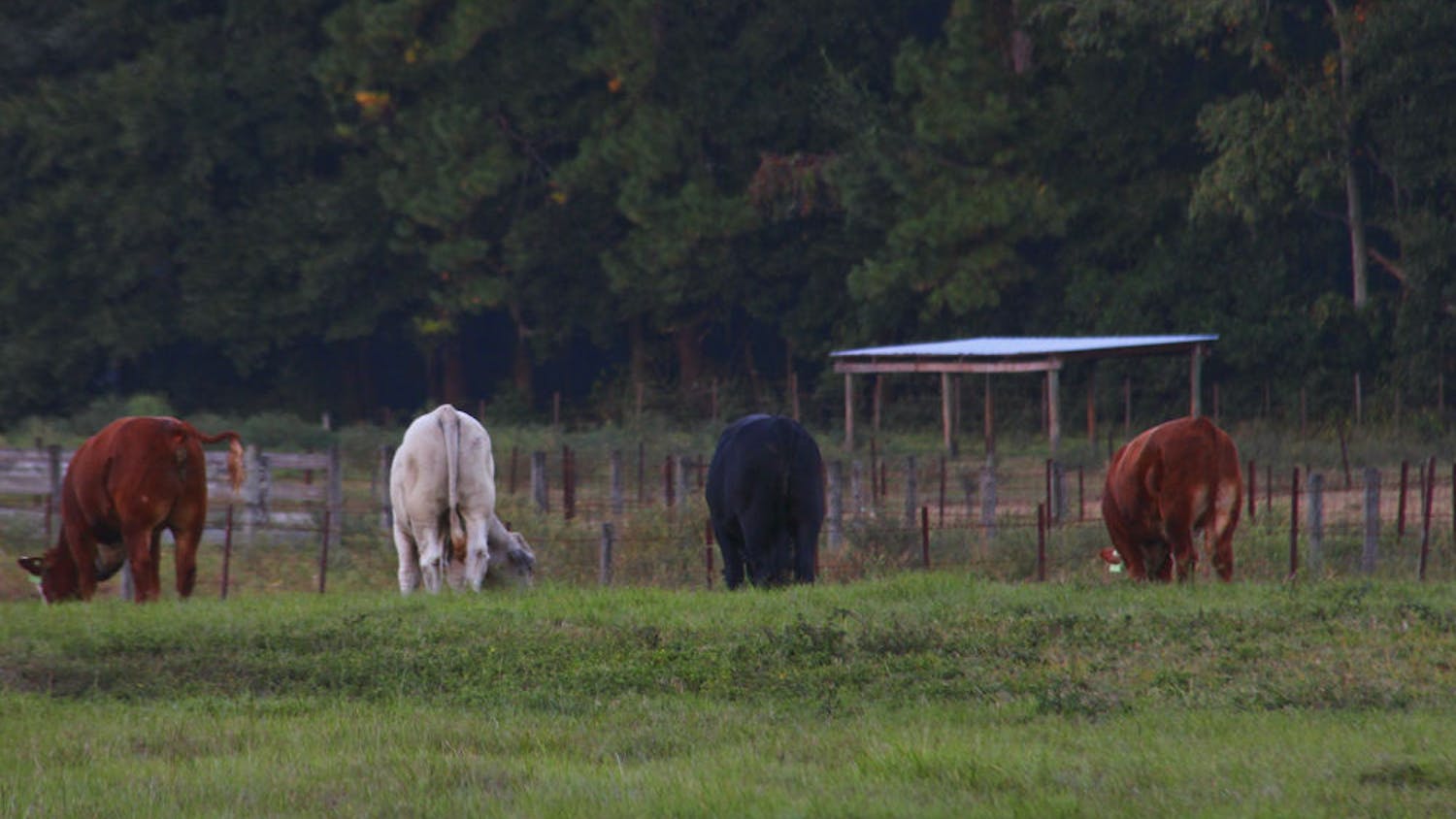 Cows graze at the UF Beef Teaching Unit on October 27, 2014. UF created two new grass varieties that will bring better nutritional value and a longer lifespan to cows.